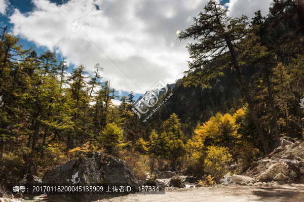 稻城亞丁森林景觀