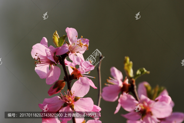 綻放,桃花,春天