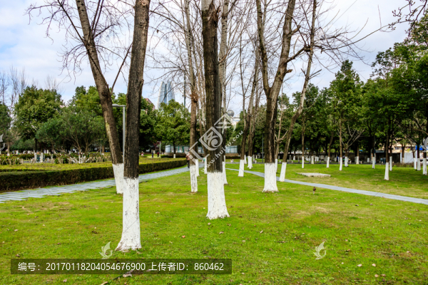 公園小路,季節(jié)風(fēng)景,樹(shù)木凋零