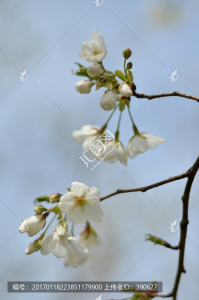 杏花