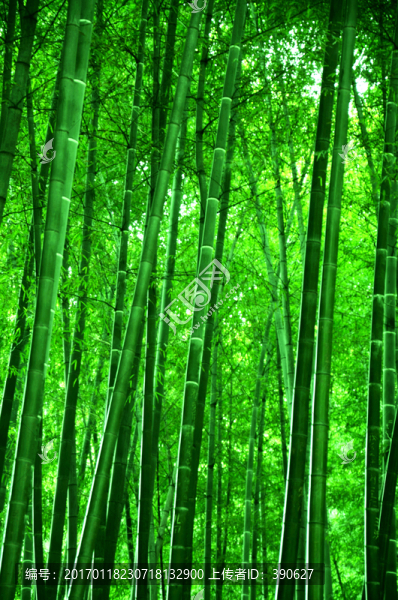 竹林