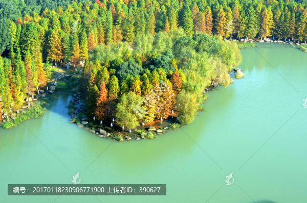 彩色樹林