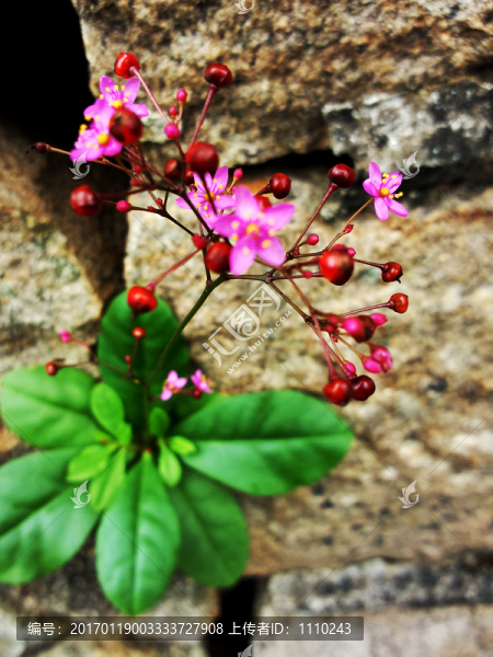 墻角花果