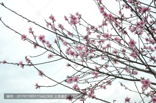 桃花開