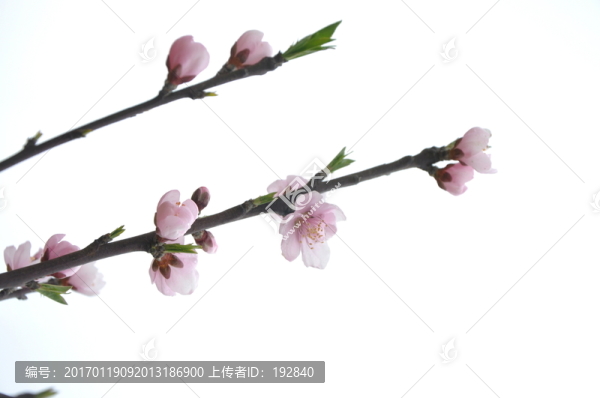 桃花開(kāi)
