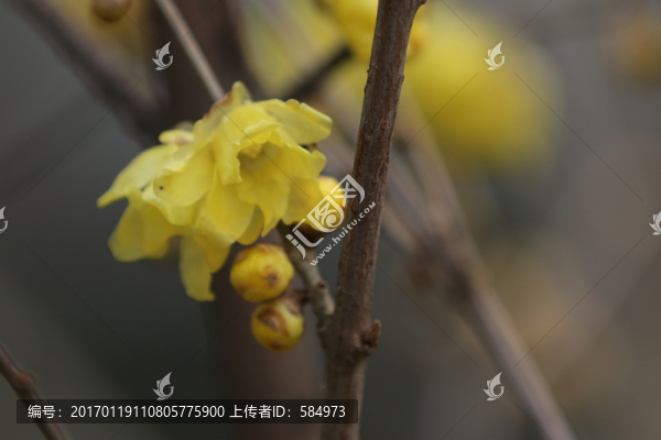 臘梅花