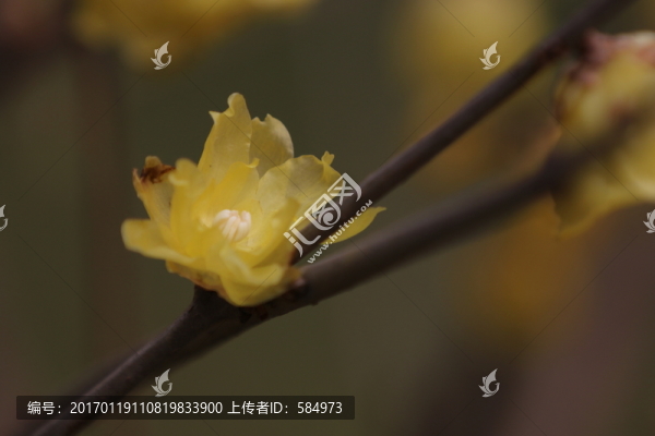 臘梅花