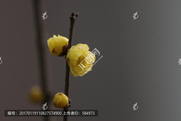 臘梅花