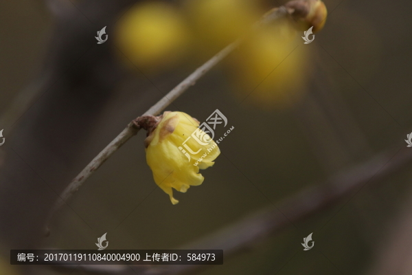 臘梅花