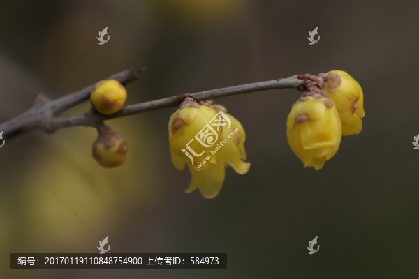 臘梅花