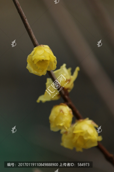 臘梅花