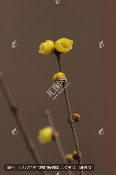 臘梅花