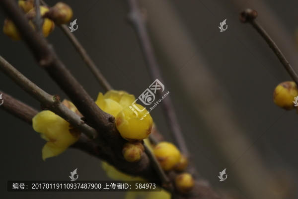 臘梅花