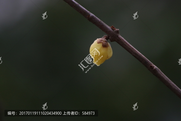 臘梅花