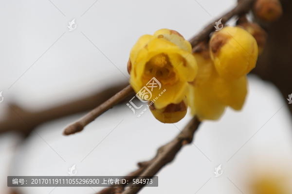 臘梅花