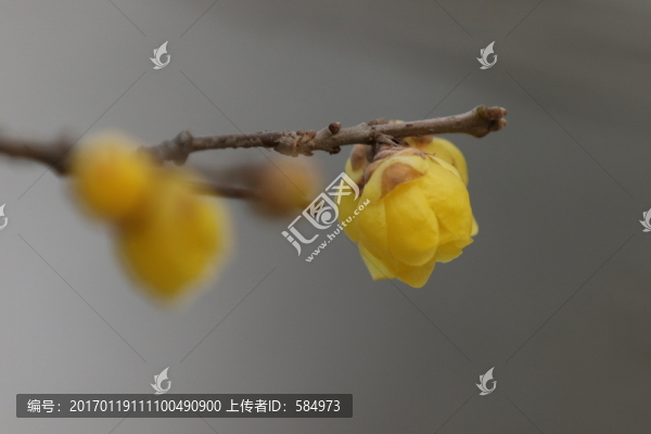 臘梅花