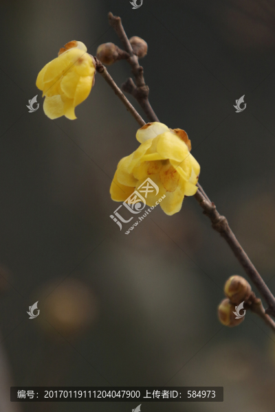 臘梅花