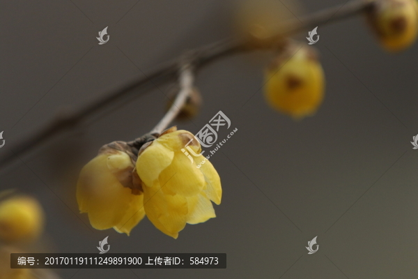 臘梅花