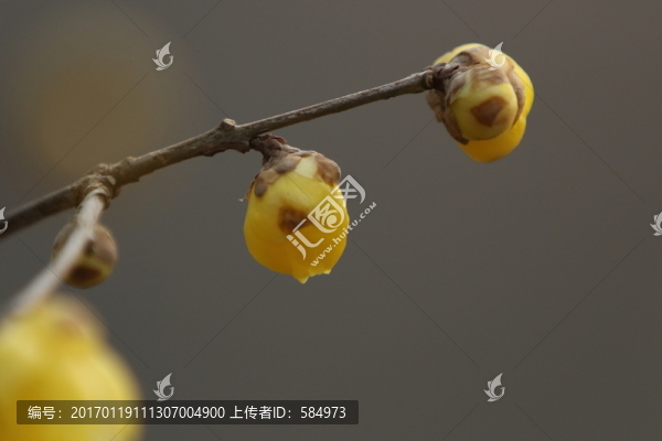 臘梅花