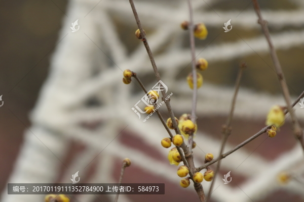 臘梅花