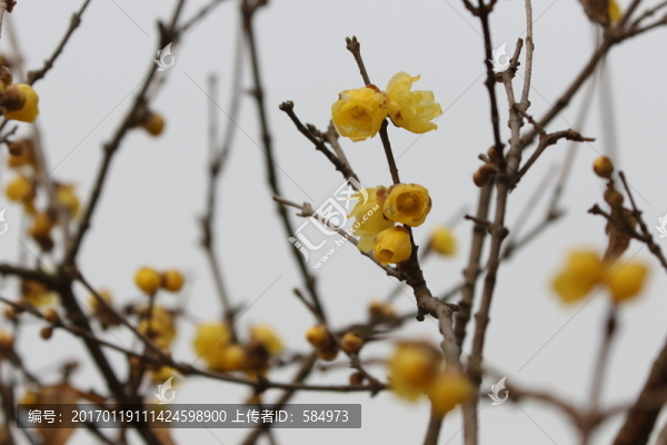 臘梅花