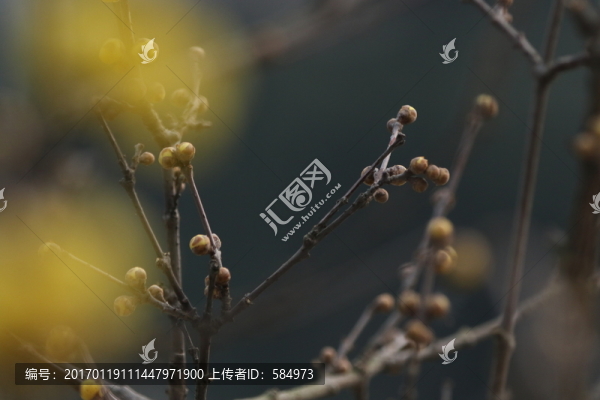臘梅花