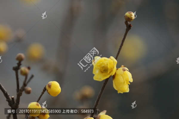 臘梅花