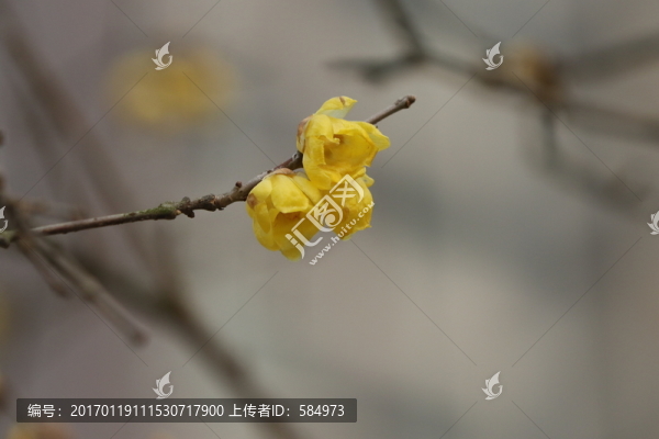 臘梅花