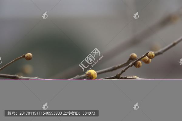 臘梅花