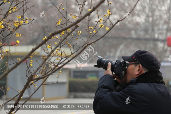游客拍攝臘梅花