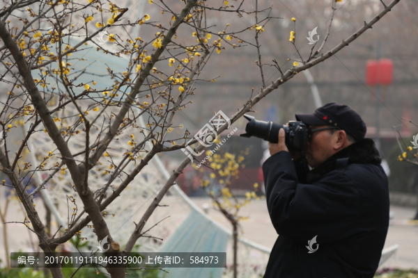 游客拍攝臘梅花