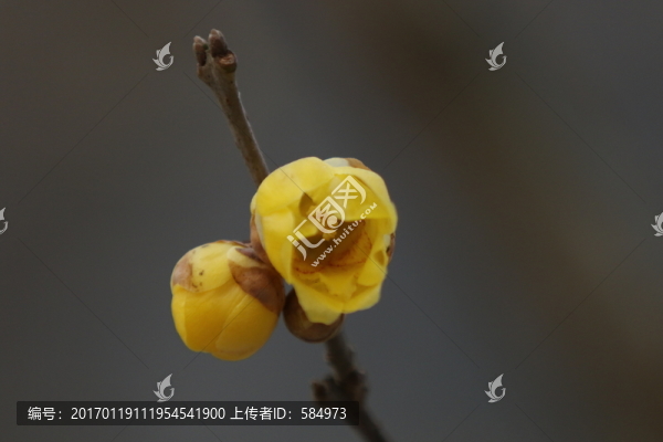 臘梅花