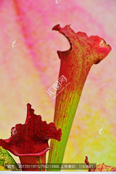 瓶子草