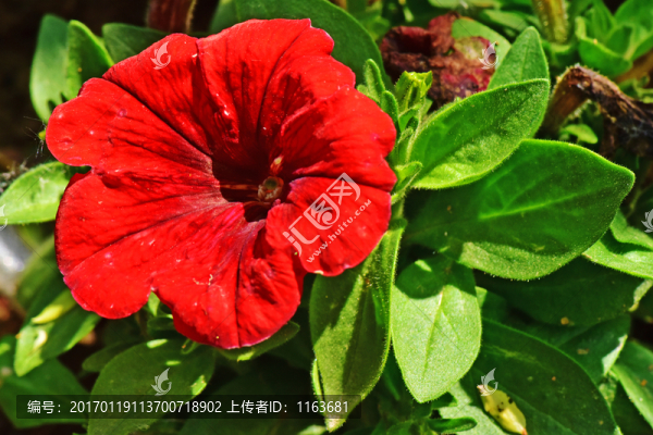 矮牽?；? title=