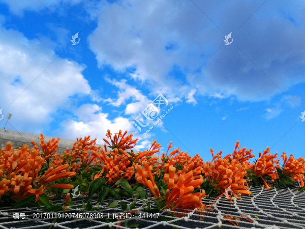 炮仗花