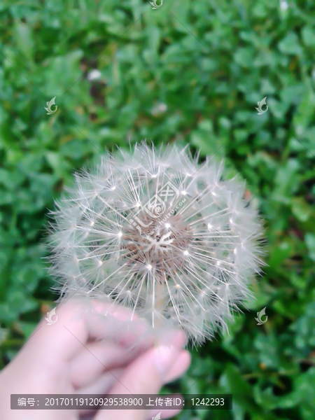 蒲公英的約定