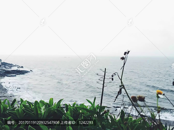 海邊的野花