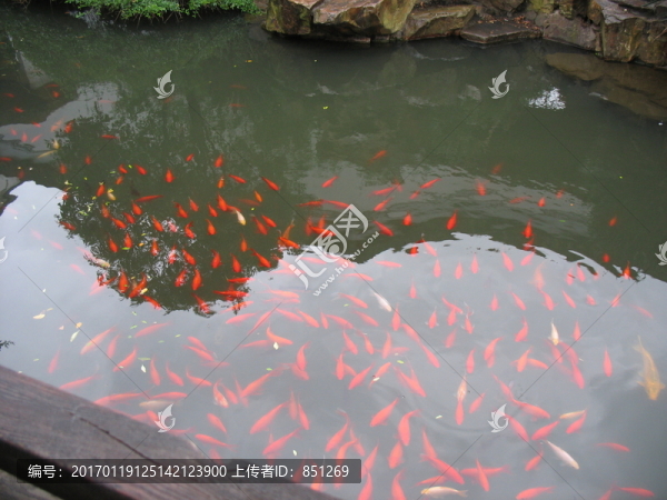 池中錦鯉