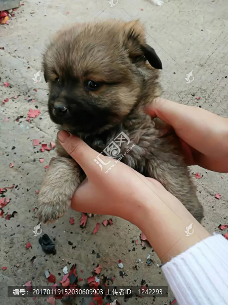 萌寵狗狗