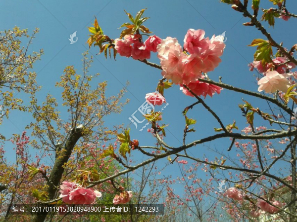 櫻花