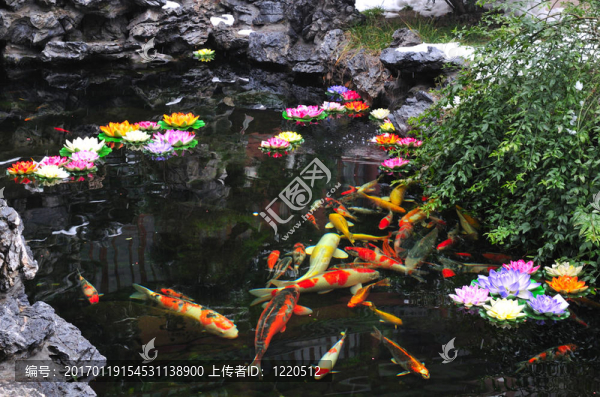 錦鯉