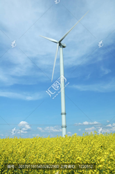 風(fēng)力渦輪機(jī)在油菜田