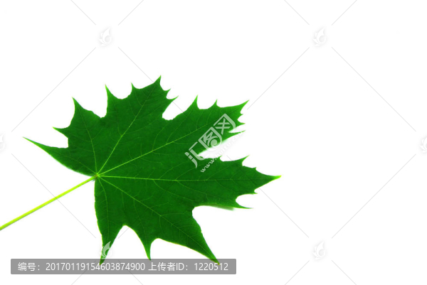 楓葉孤獨(dú)