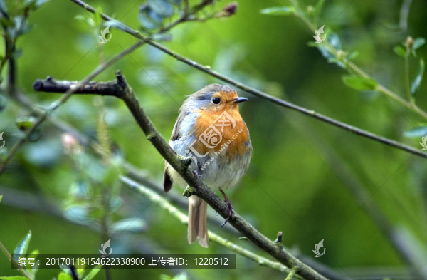 知更鳥