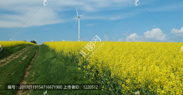農(nóng)場(chǎng)的風(fēng)力渦輪機(jī)靠近油菜田