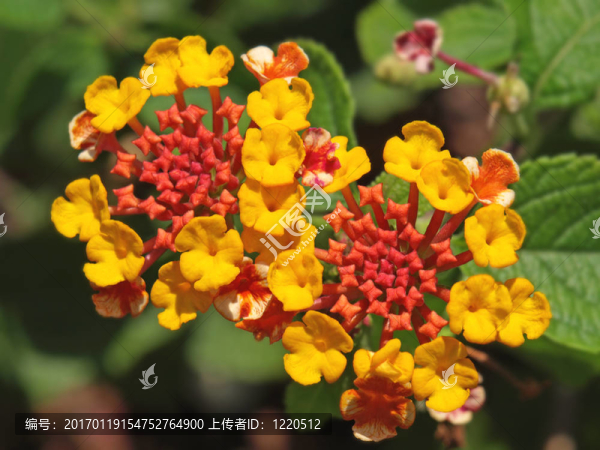 紅橙和黃藍(lán)