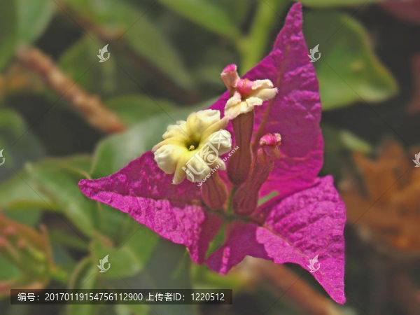 九重葛花