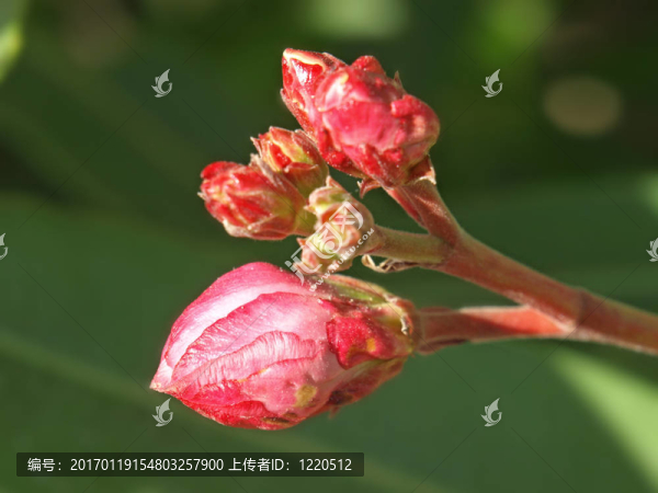 玫瑰桂花芽