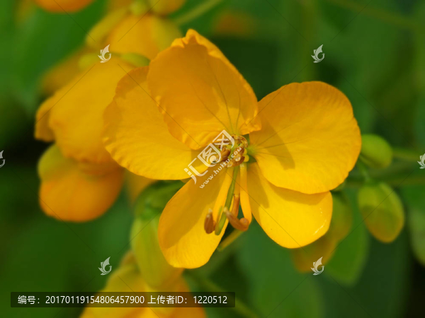 橙色小蒼蘭的花-匯圖網(wǎng) www.fosd68.com 橙色小蒼蘭的花
