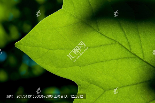 葉